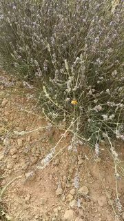 Petite abeille dans la lavande 🐝
Parce que oui, on est plusieurs à travailler à la ferme et breaking news.... ce ne sont pas les humain.es les plus nombreux.ses
#été #abeille #pam #paysanne #lavanda