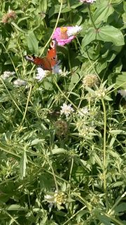Partager les fleurs avec les proprios 🥰

Paon du jour sur scabieuse

#asmr #ppam #été #papillon #paysanne