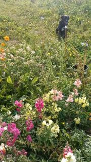 Arriver au champ, au son des bourdons et parmi les papillons! Partager les fleurs, se régaler des couleurs.
Merci @poeme.fermeflorale pour la beauté que tu apporte dans ce monde 💜