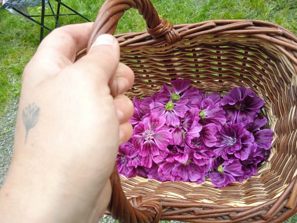 Sirop tout doux – Image 3