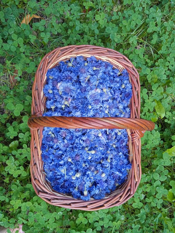 Cyan - Eau florale de Bleuet – Image 3