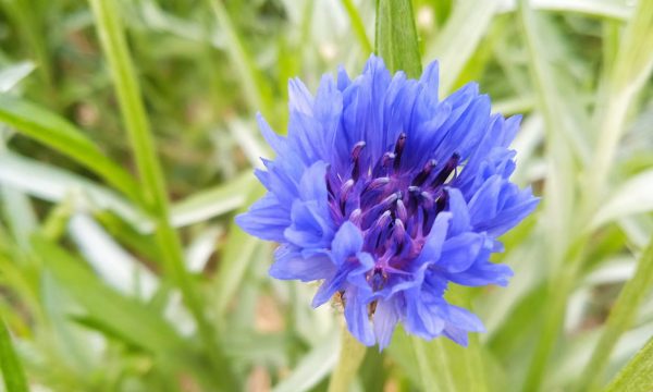 Cyan - Eau florale de Bleuet – Image 2