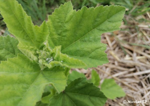 Sirop tout doux – Image 4