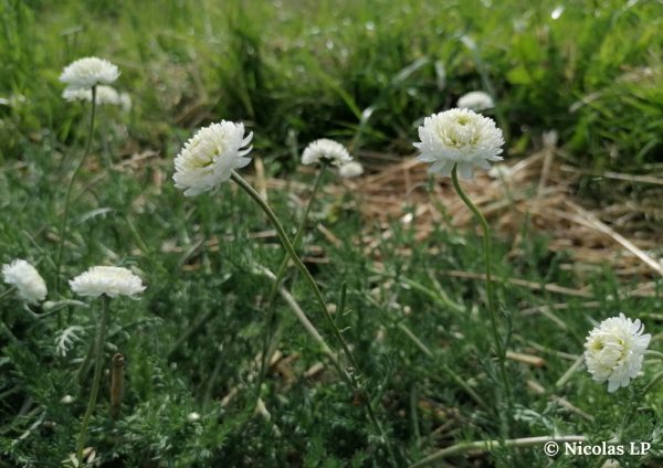 Camomilla - Eau florale de Camomille romaine – Image 3